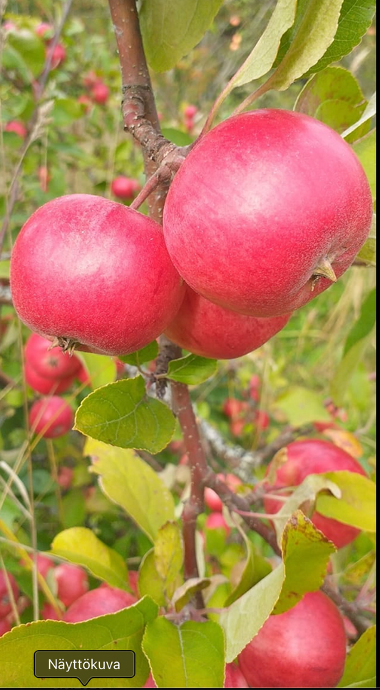 Northern Red - Peoples Apple Breeding Project