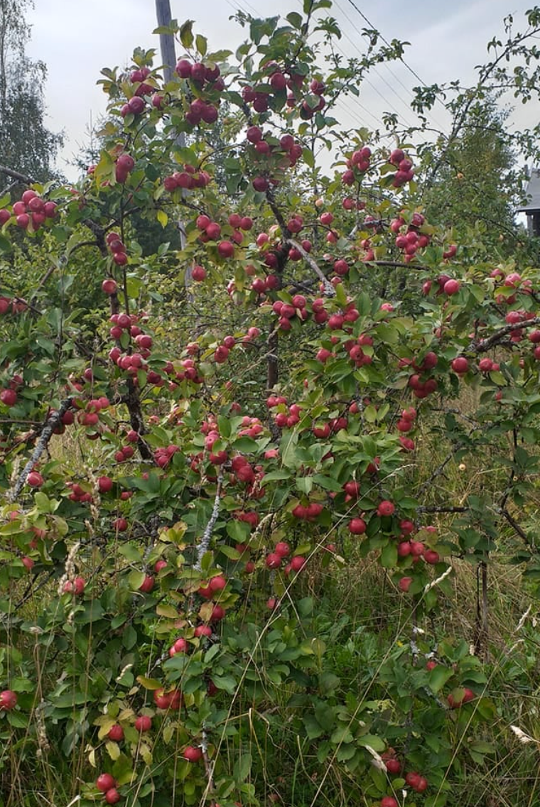 Northern Red - Peoples Apple Breeding Project