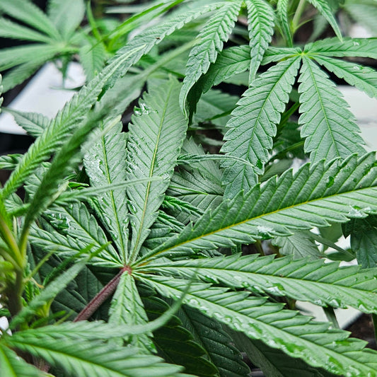 Super Silver Haze F2 Regular