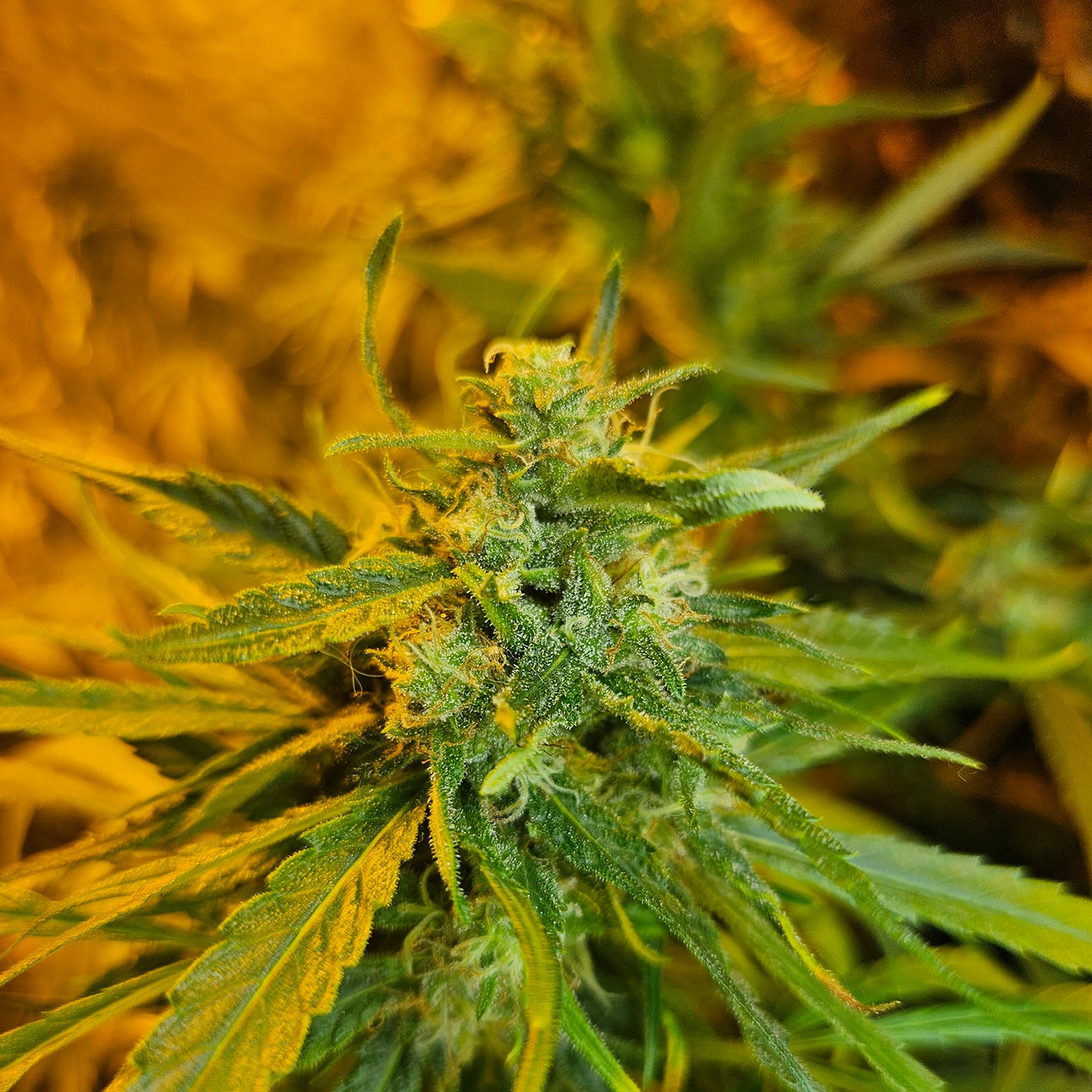 Super Silver Haze F2 Regular