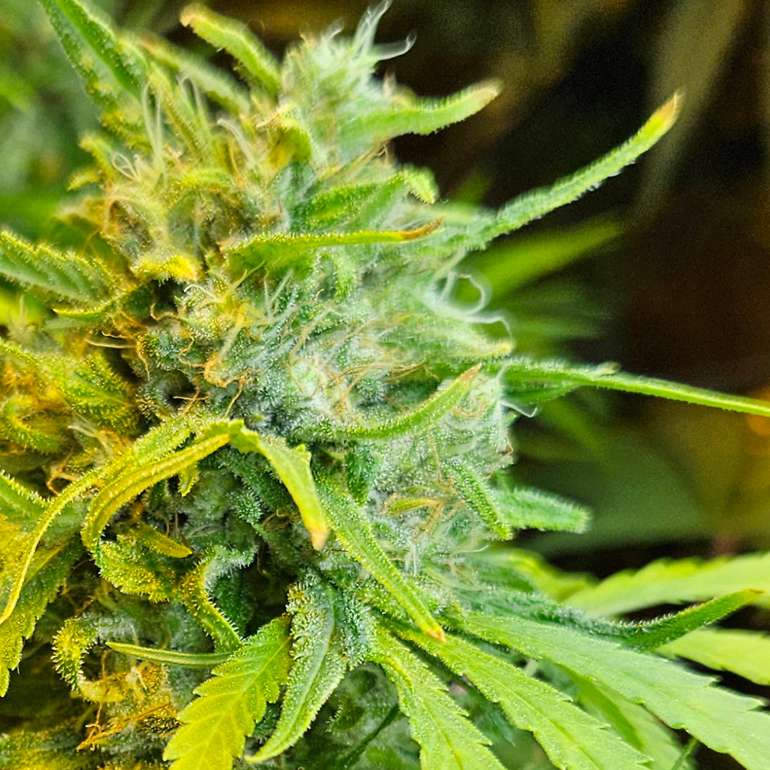 Super Silver Haze F2 Regular