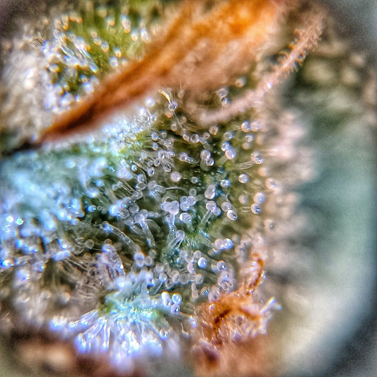 Northern Master Kush fem