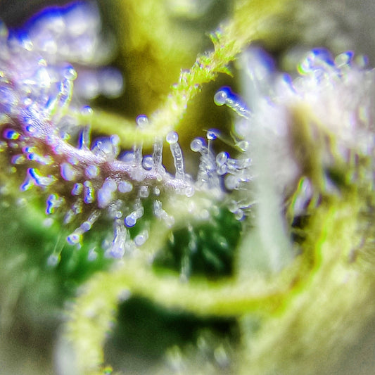 Fast flowering northern CBD auto regular. Limited edition!