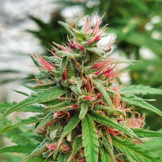 Northern Sun Cannabis Club