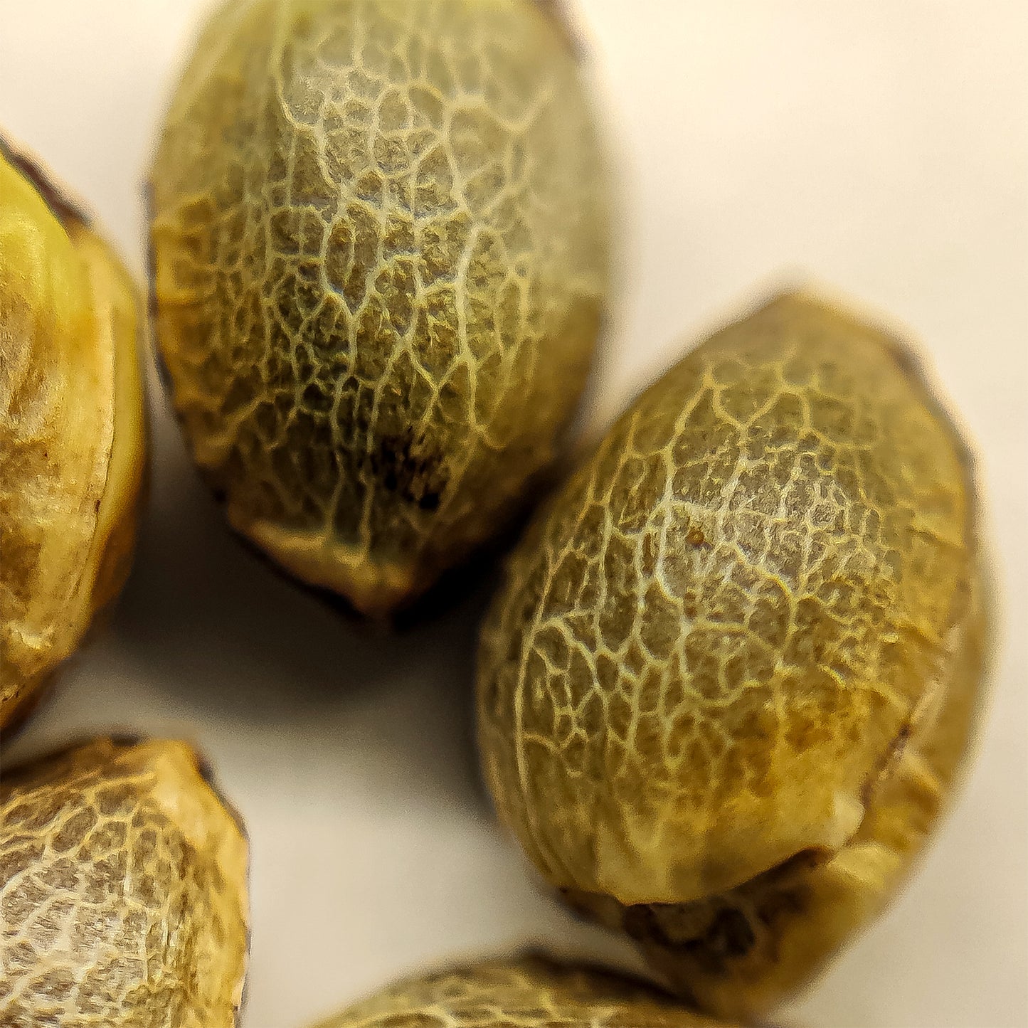 Fast flowering northern CBD auto regular. Limited edition!