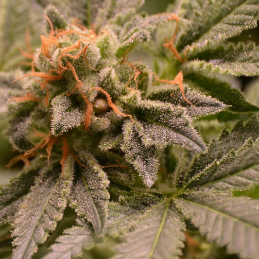 Fast flowering northern CBD auto regular. Limited edition!