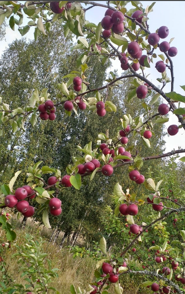 Northern Red - Peoples Apple Breeding Project