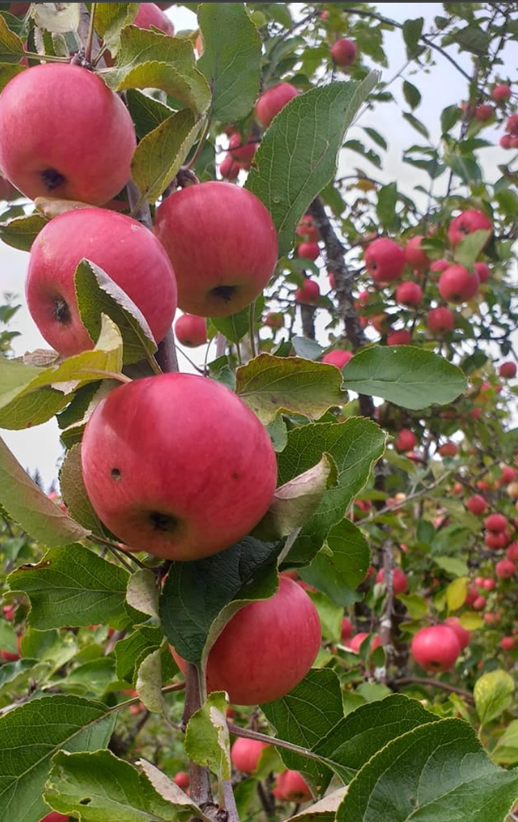 Northern Red - Peoples Apple Breeding Project
