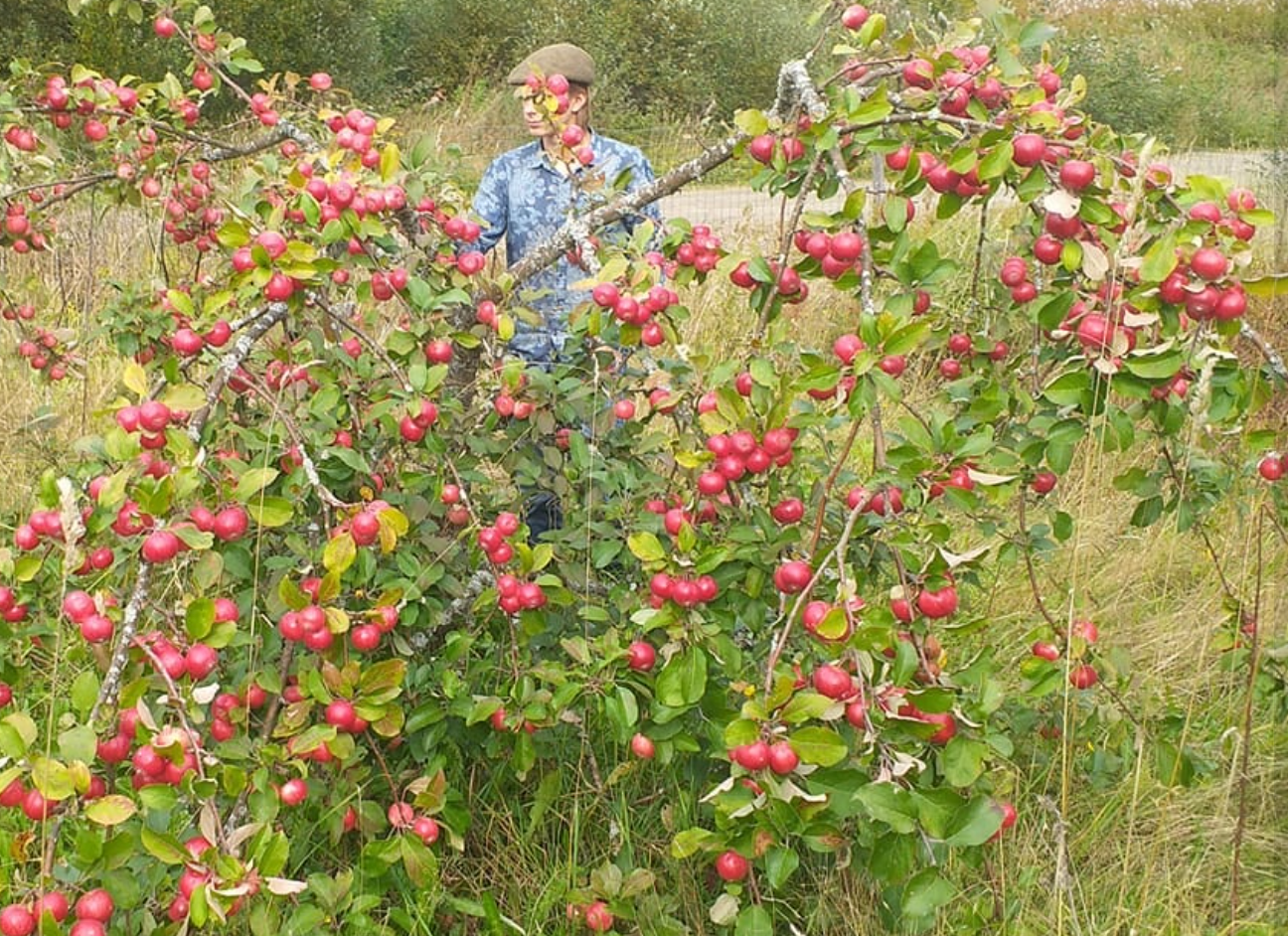 Northern Red - Peoples Apple Breeding Project