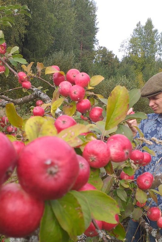 Northern Red - Peoples Apple Breeding Project