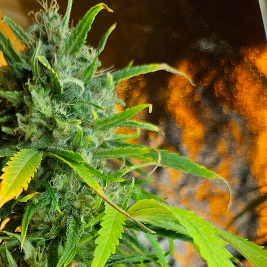 Super Silver Haze F2 Regular
