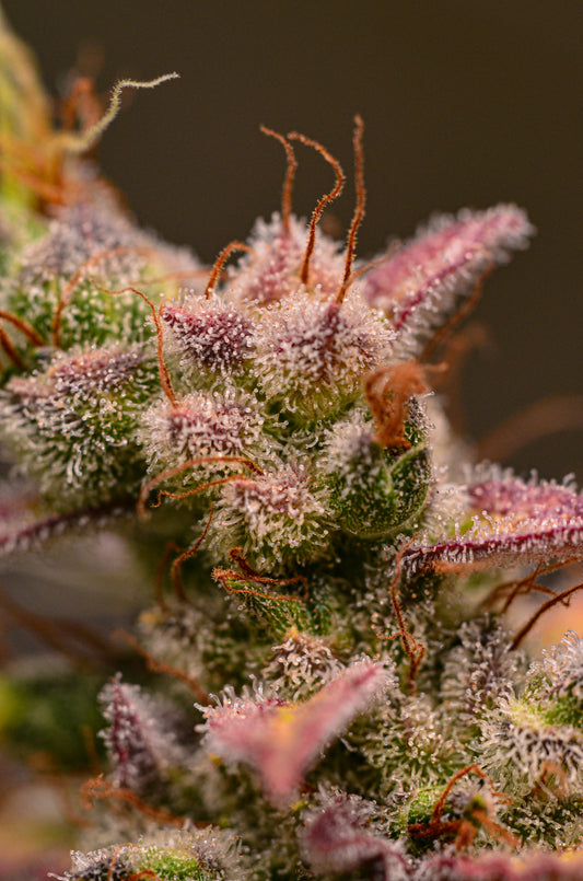 Northern Sun Strong auto fem strains