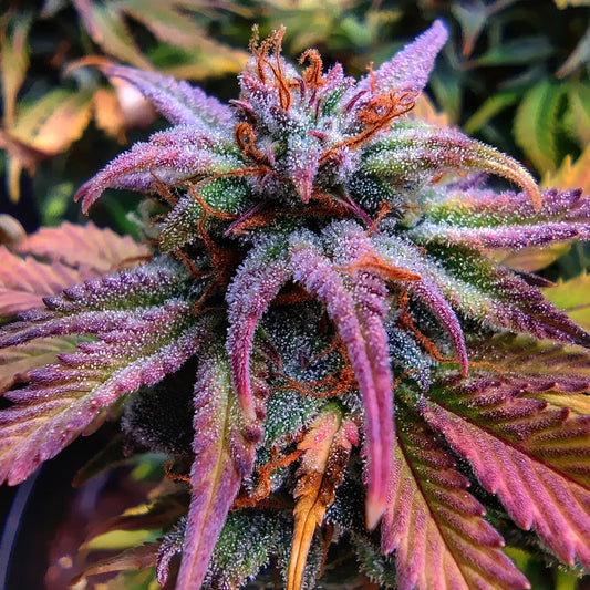 Northern Master Kush fem